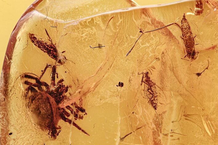 Three Fossil Aphid Nymphs and a Spider in Baltic Amber #278771